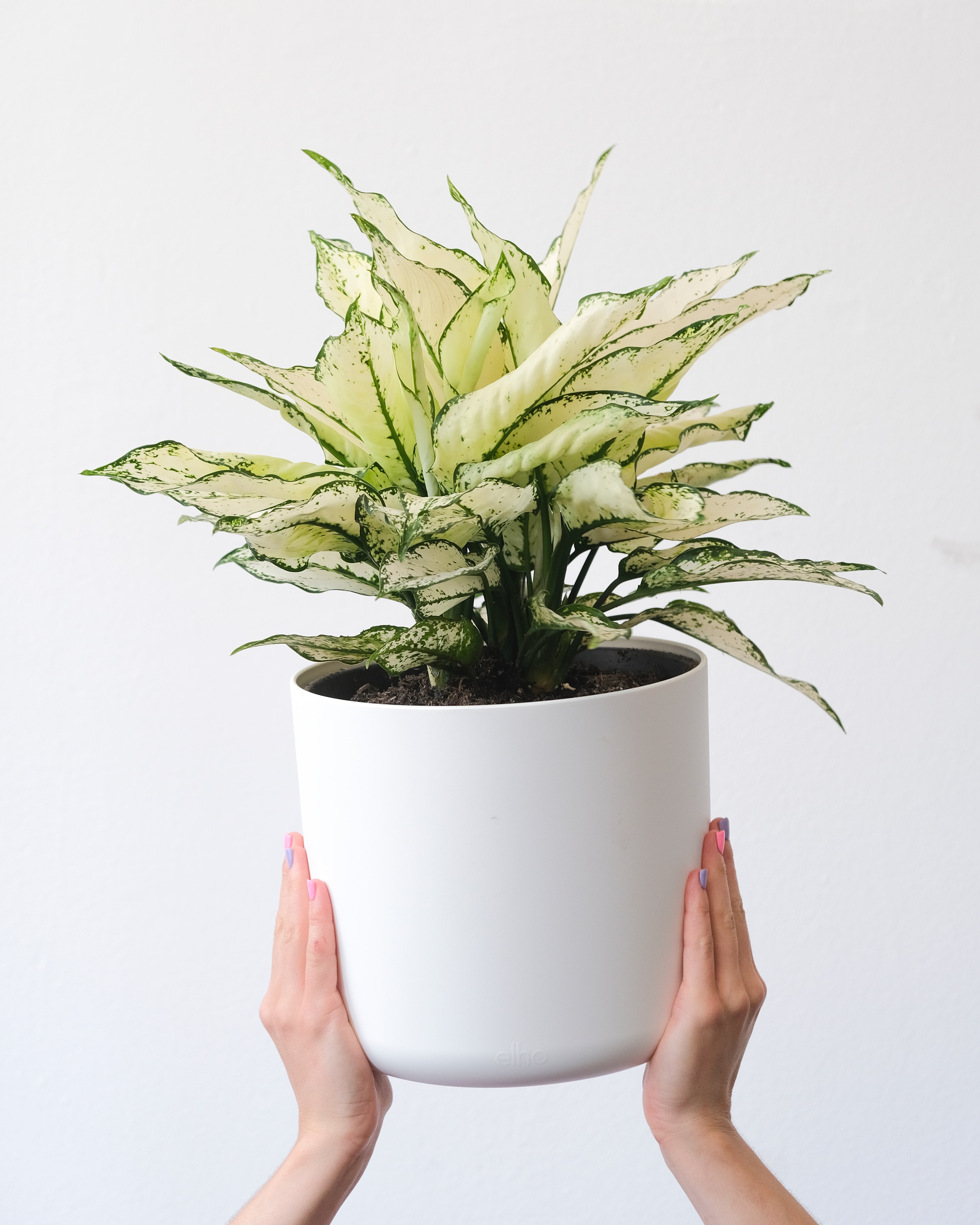 Two hands holding a Aglaonema Kiwi