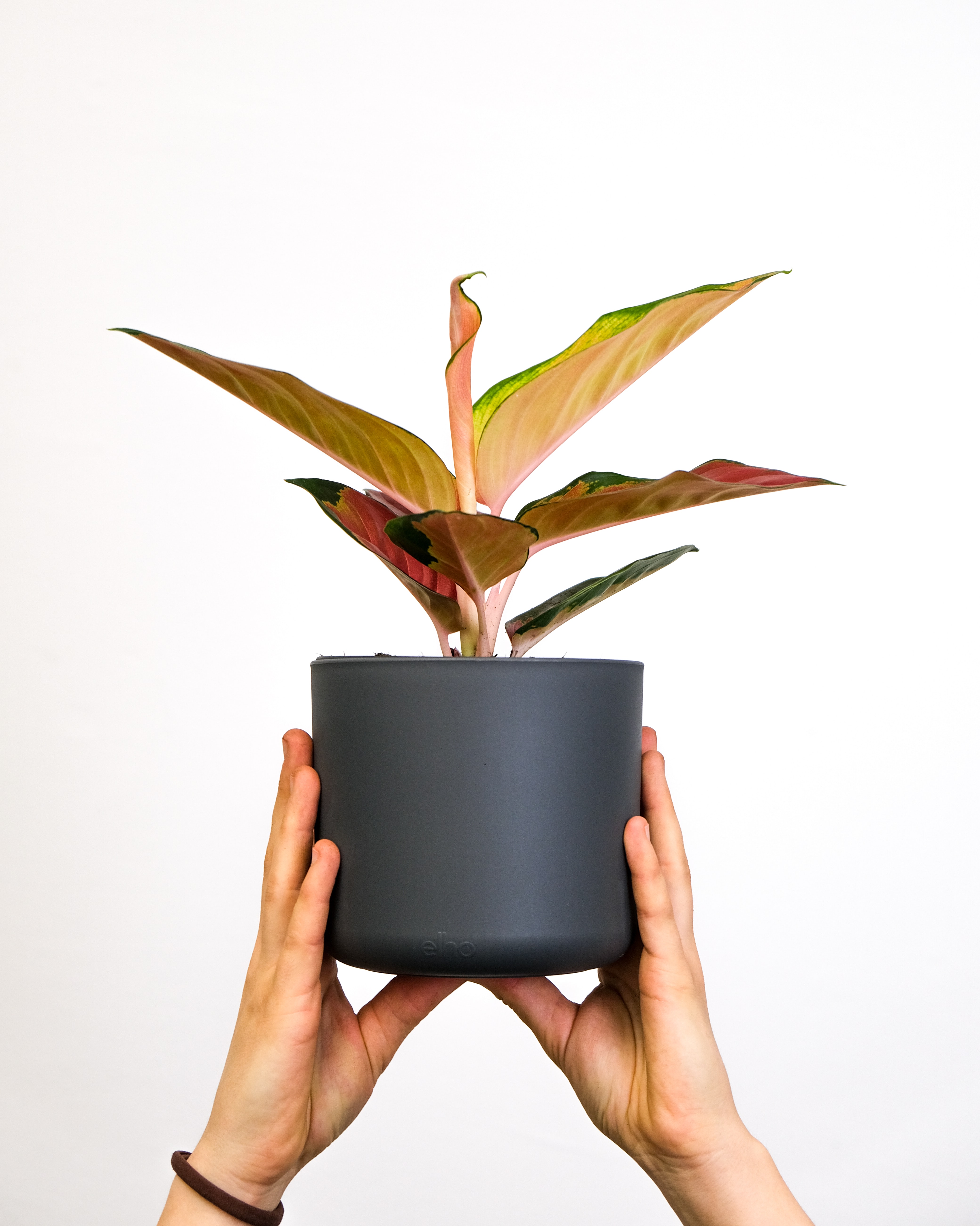 An Aglaonema Orange Star in a black pot. Two hands are holding the pot up high in front of a white wall.