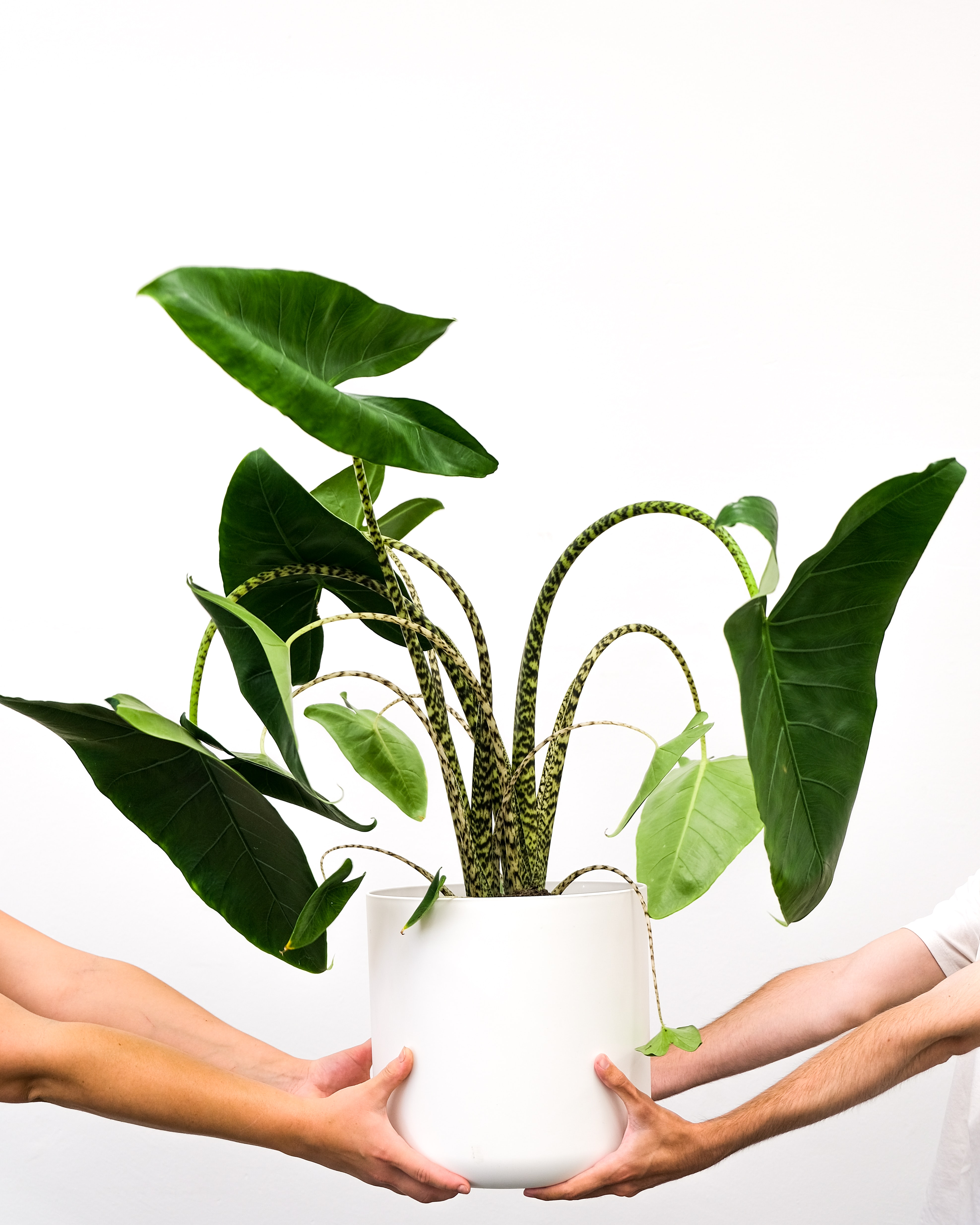 Very special and beautiful alocasia zebrina