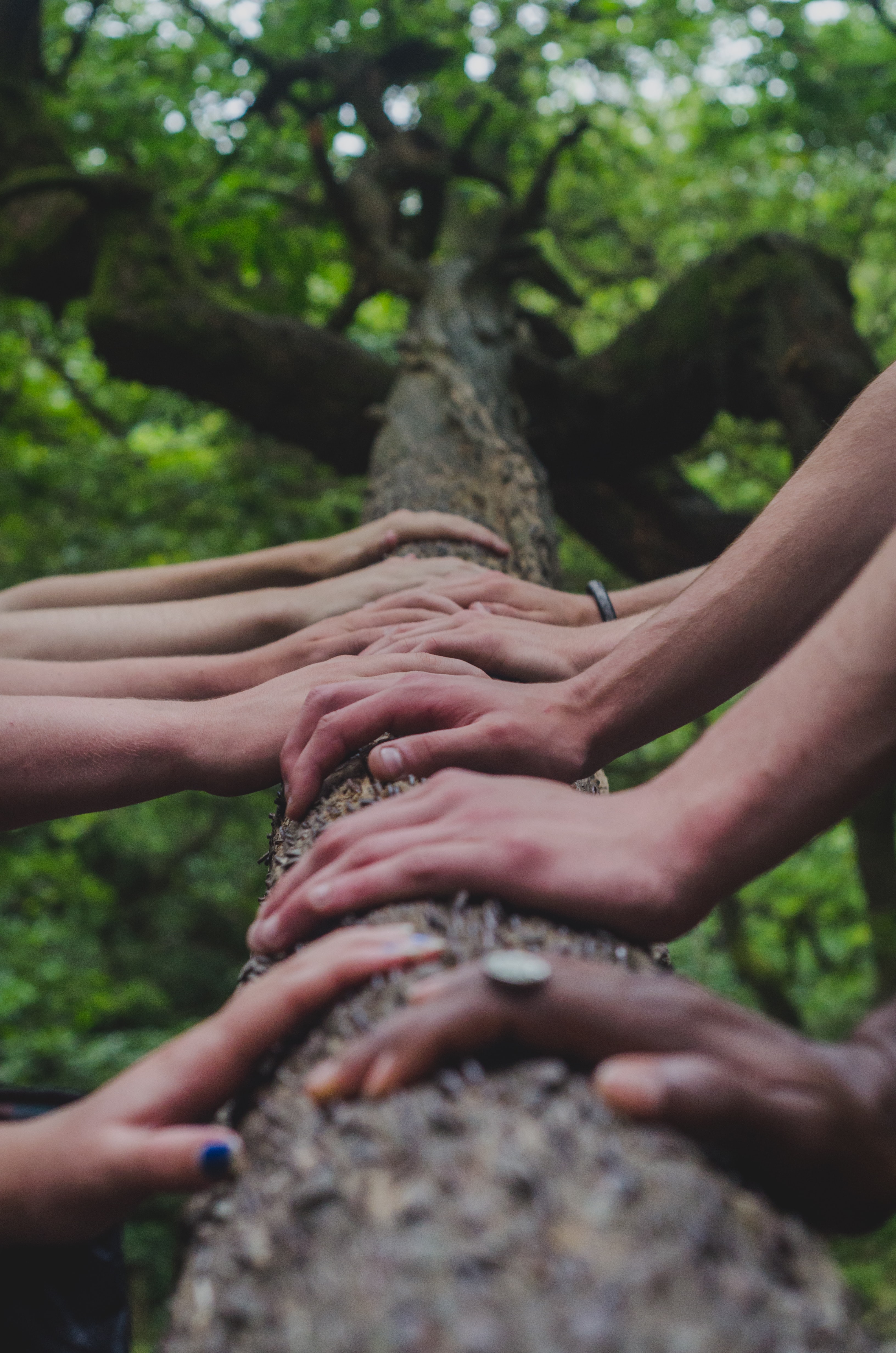 Many hands are placed on the trunk