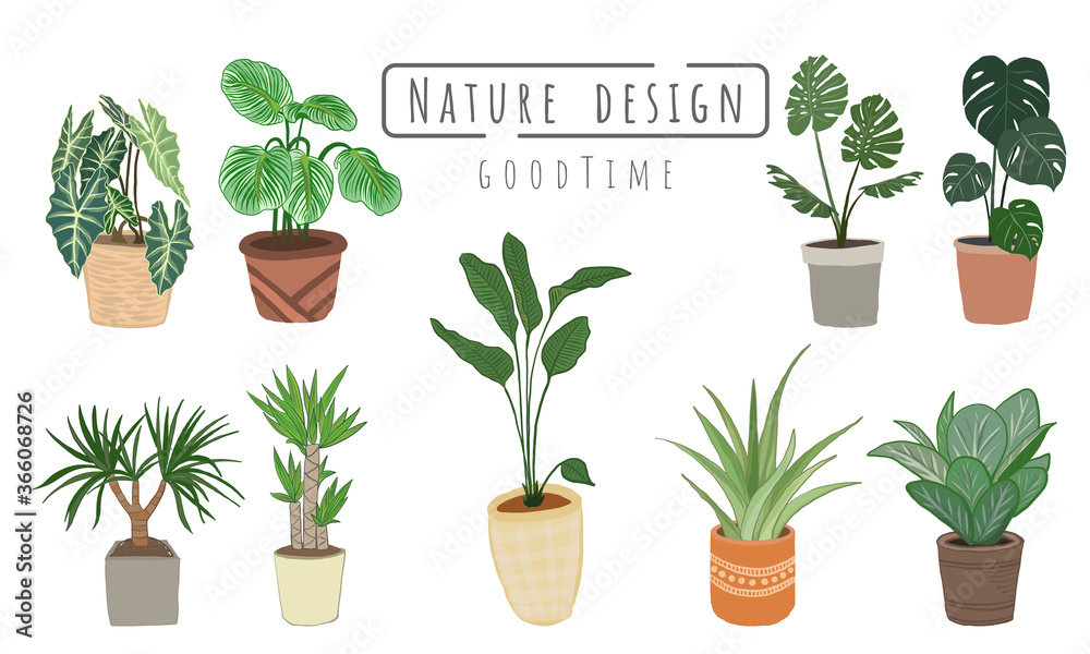 Plant Flat Illustrations