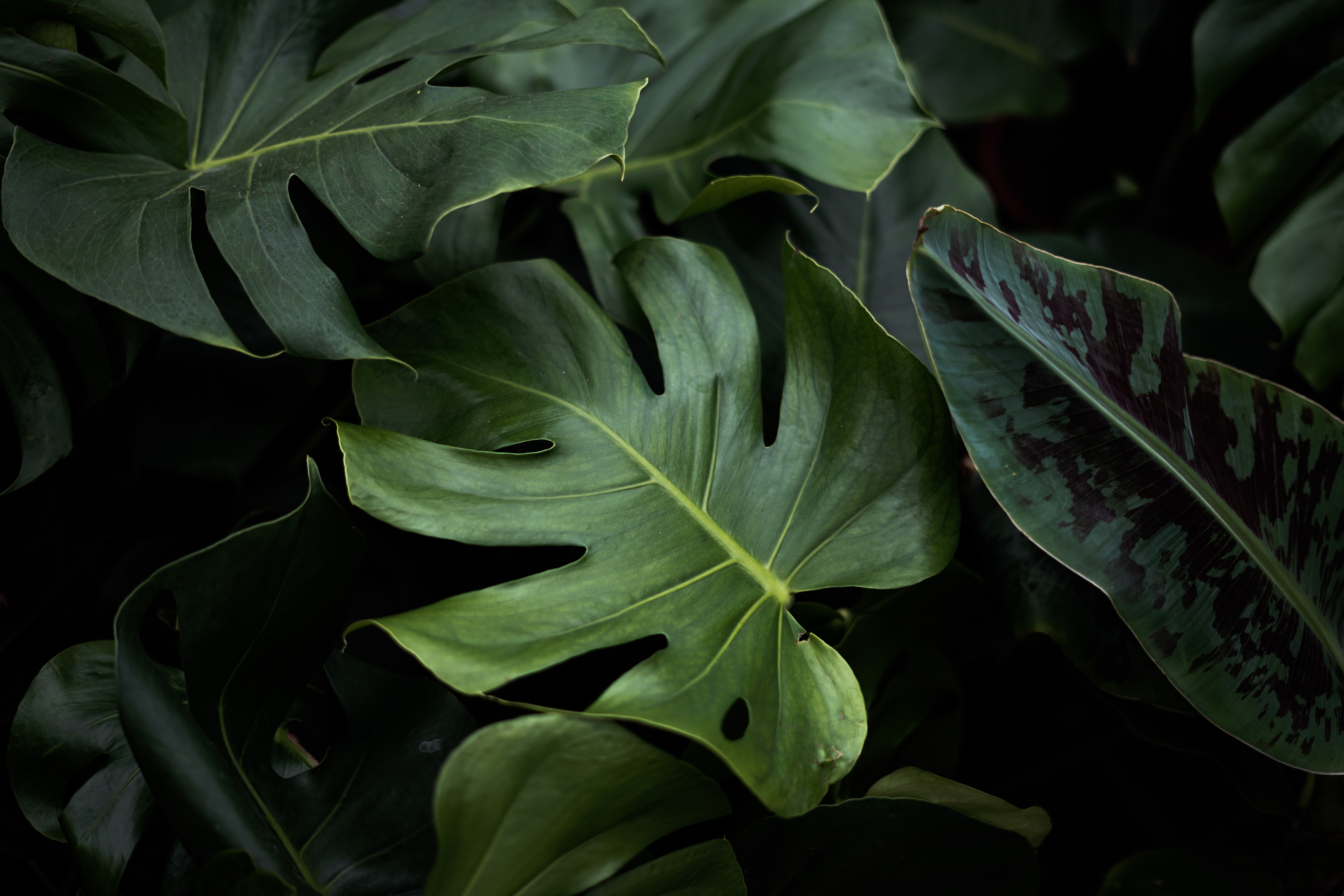 Giant green leaves