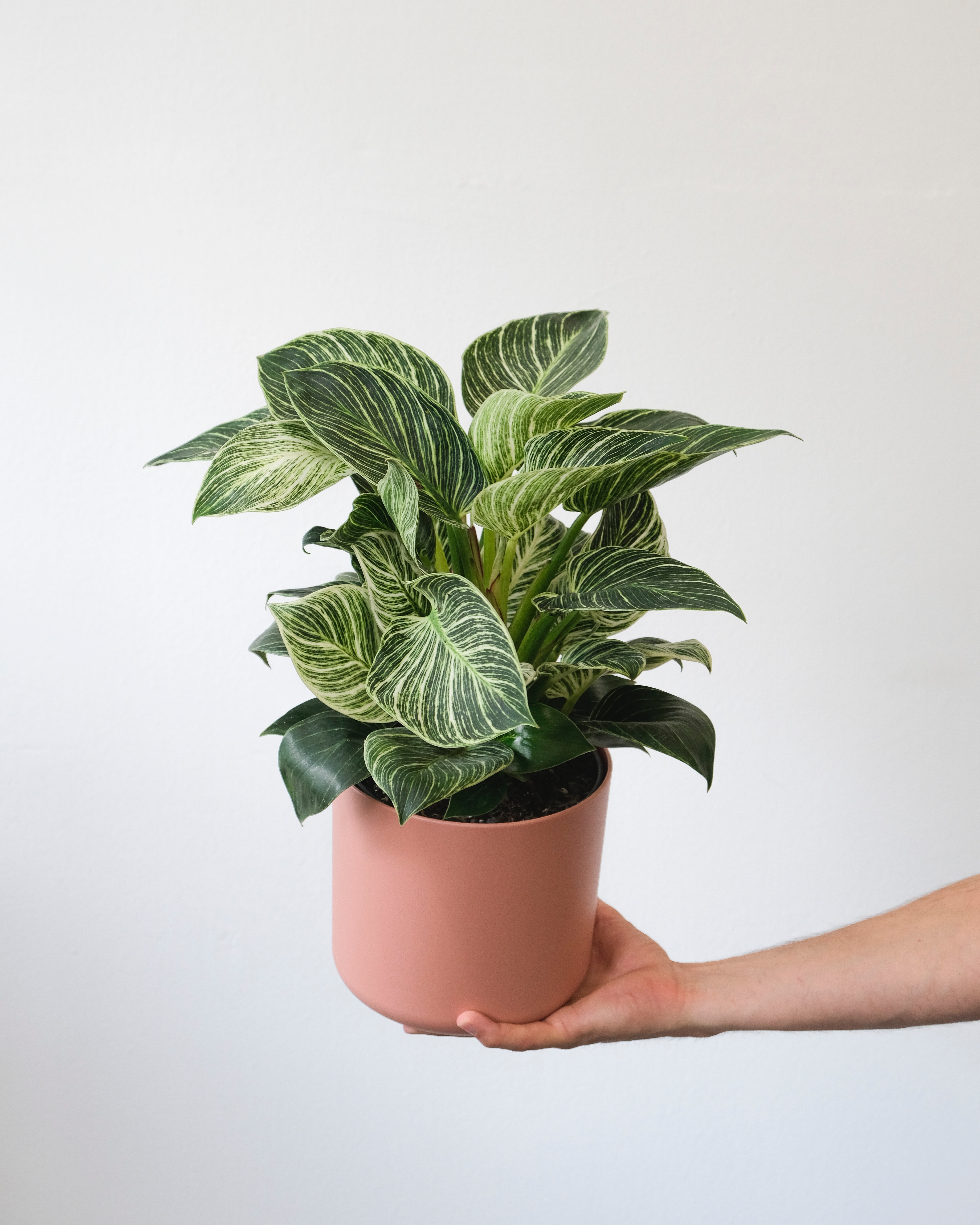 Hand holding a Philodendron birkin white measure in a pink pot