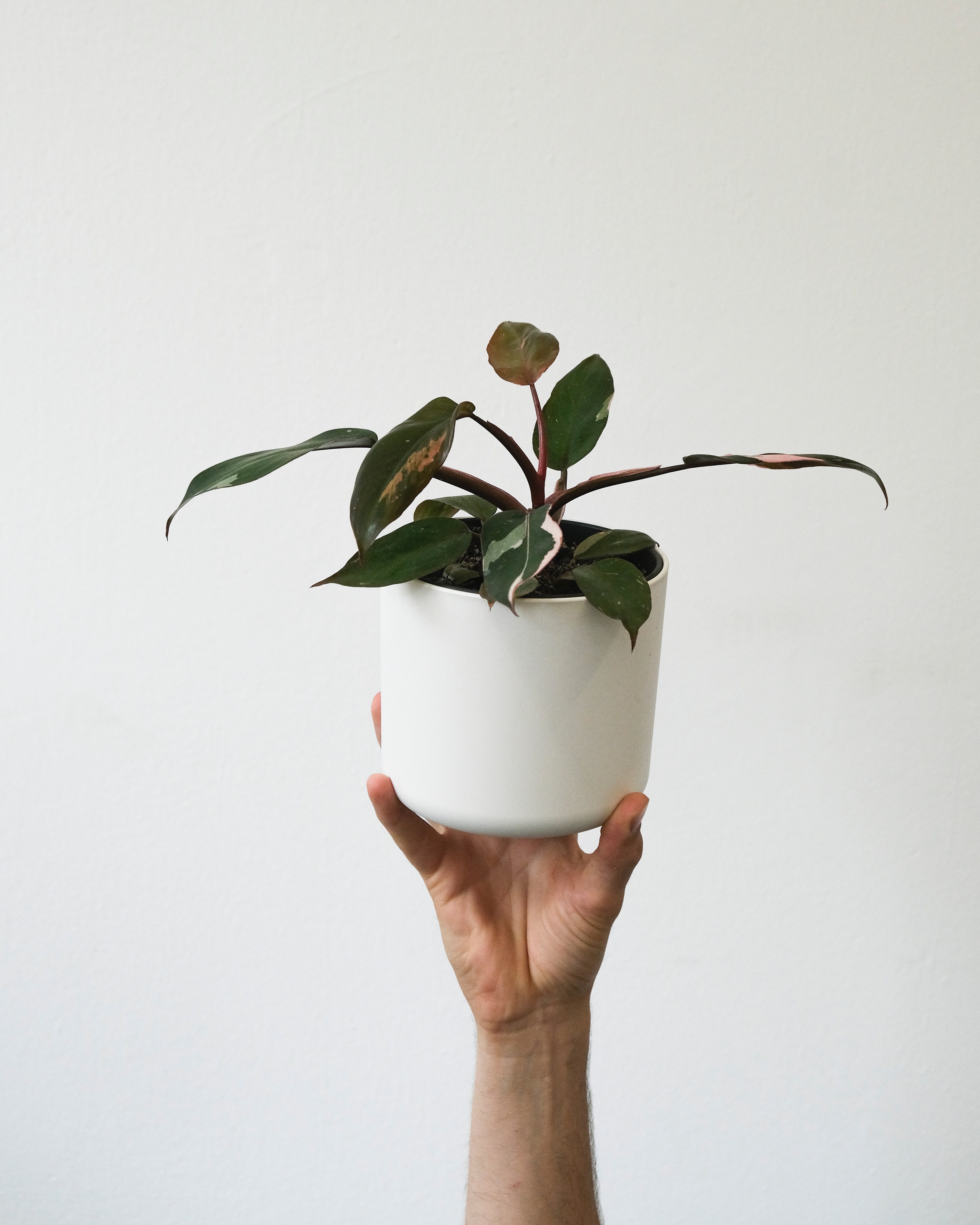 Hand holding up a philodendron pink princess in a white pot